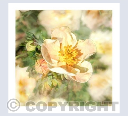 Potentilla Glow