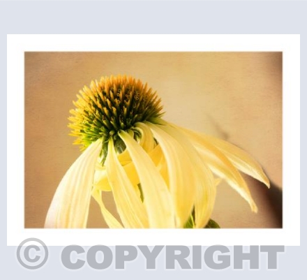Sun warm echinacea