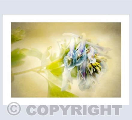 Corydalis
