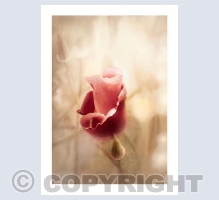 Californian Poppy in Red