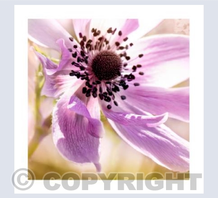 Anemone Glow