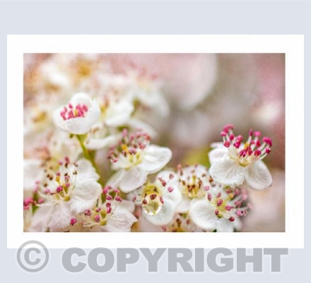 Blossom Raindrop