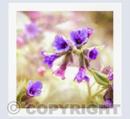 Pulmonaria Glow