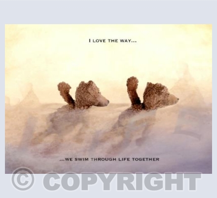 Bears - Swimming