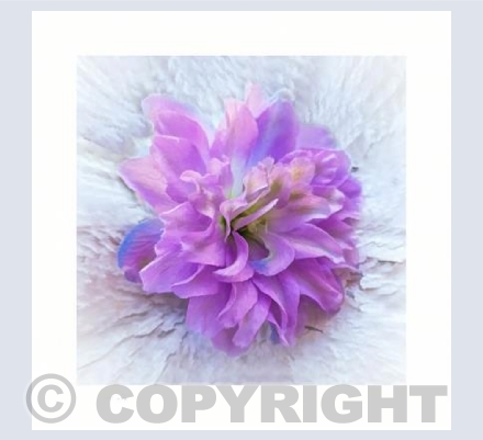 Soft Delphinium