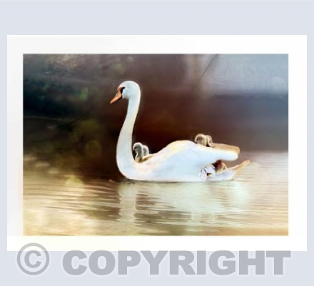 Swan Taxi