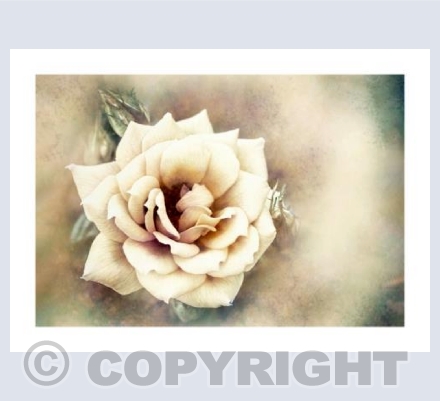 Coffee Rose