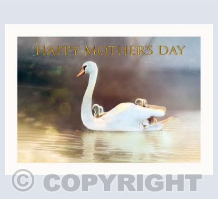 Swan Taxi Mother's Day