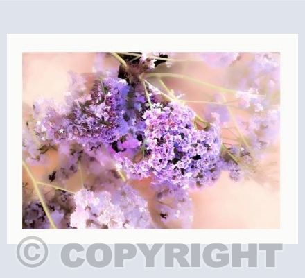 Purple Cascade