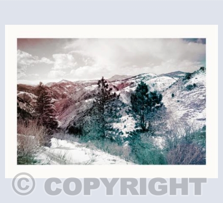 Denver Through the Trees