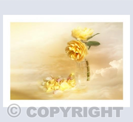 Cloud Petals