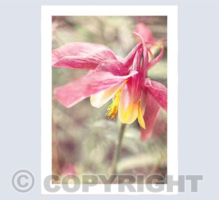 Aquilegia Glow