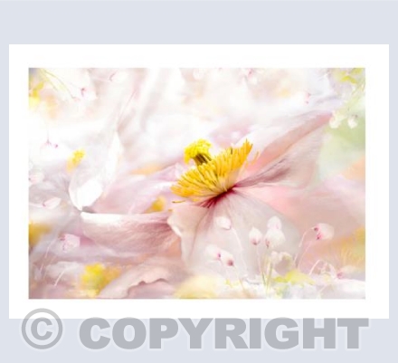 Floating Clematis