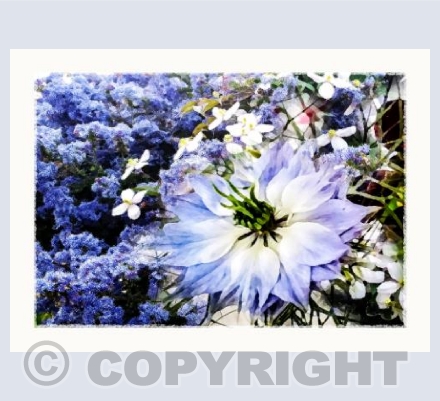 Love in a Mist