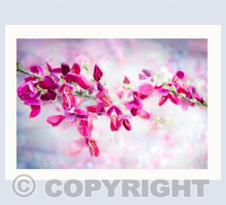 Pink Broom Lace