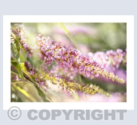 Buddlia Glow