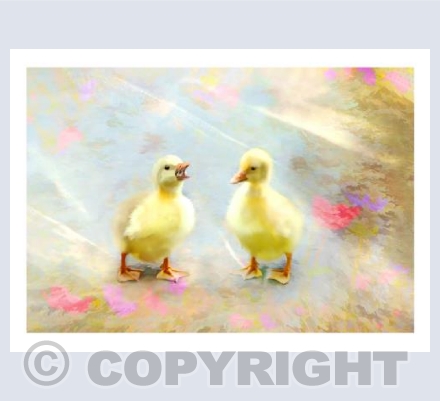Chatting Goslings