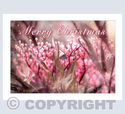 Black Elderflower Christmas 