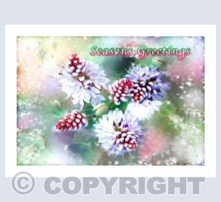 Hebe Christmas
