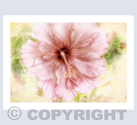 Sunshine Pink