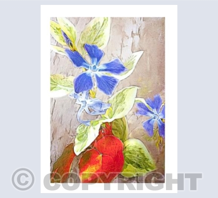 Periwinkle