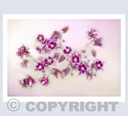 Aquilegia Spray