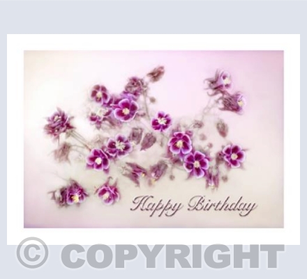 Aquilegia Spray HB