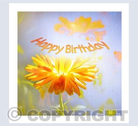Sunlit Marigild HB