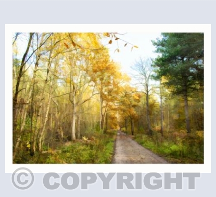 Spotted in the Woods