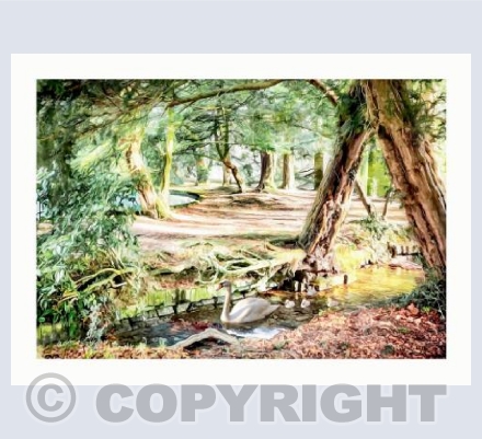 Woodland Stream Swan