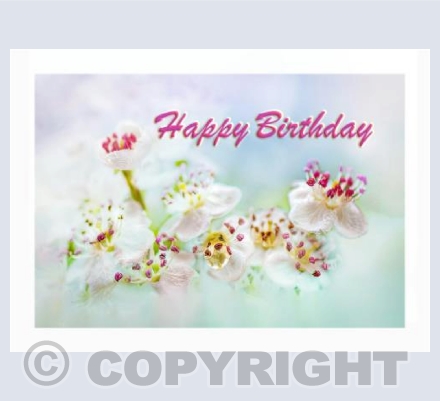 Blossom Raindrop - Happy Birthday