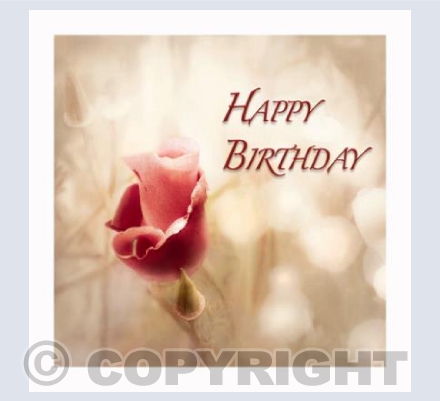 Red Californian Poppy HB