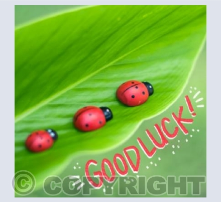 Ladybirds