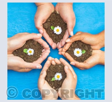 Daisies
