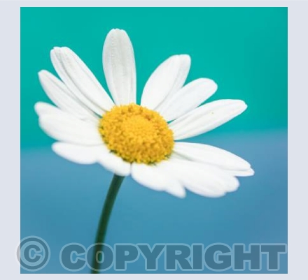 Daisy in Blue