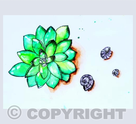 Succulent and Shells