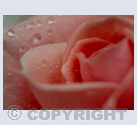 Pink Rose