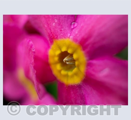 Pink Flower 2