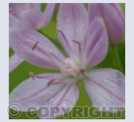 Pink Flower 3