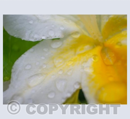 White Flower 1