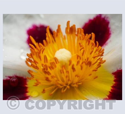 White and Pink Flower