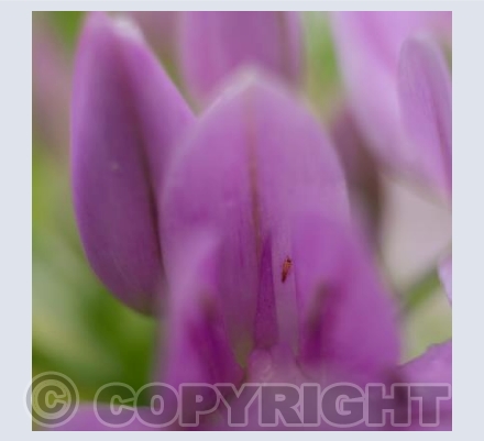 Pink Flower 4