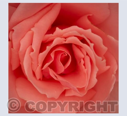 Delicate Rose