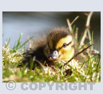 Spring Duckling
