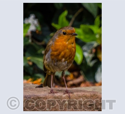Chester Robin