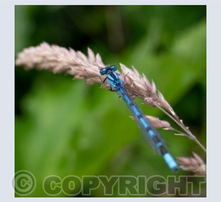 Resting Damselfly