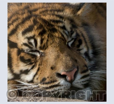 Sleeping Tiger