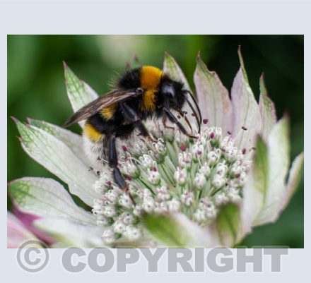 Flower and Bee 5