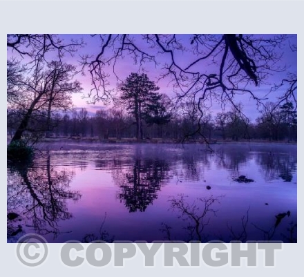 Purple Rise