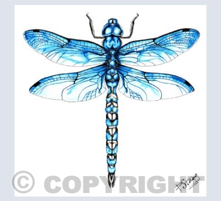 Blue Dragonfly